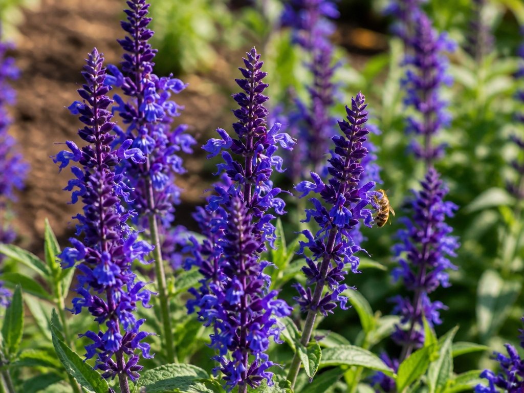 drought tolerant spiky pollinator flowers