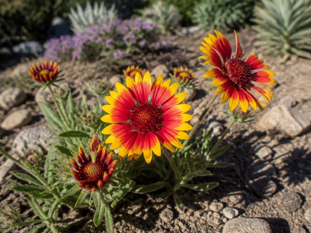 drought tolerant vibrant perennial blooms