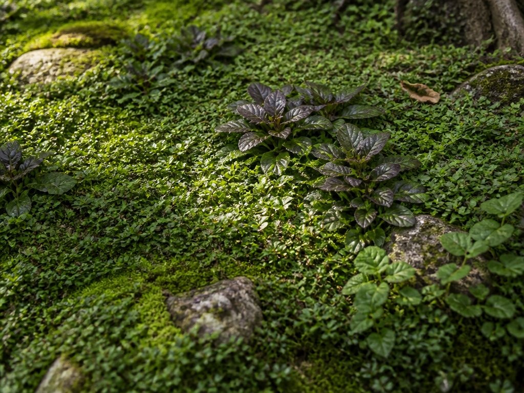 eliminate bare soil creatively