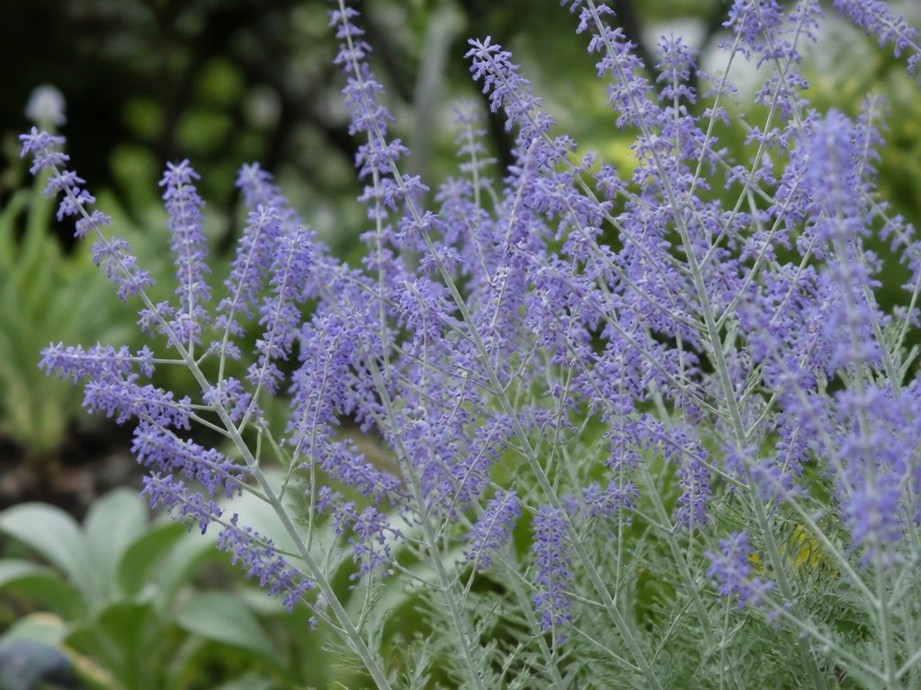 ethereal drought tolerant pollinator