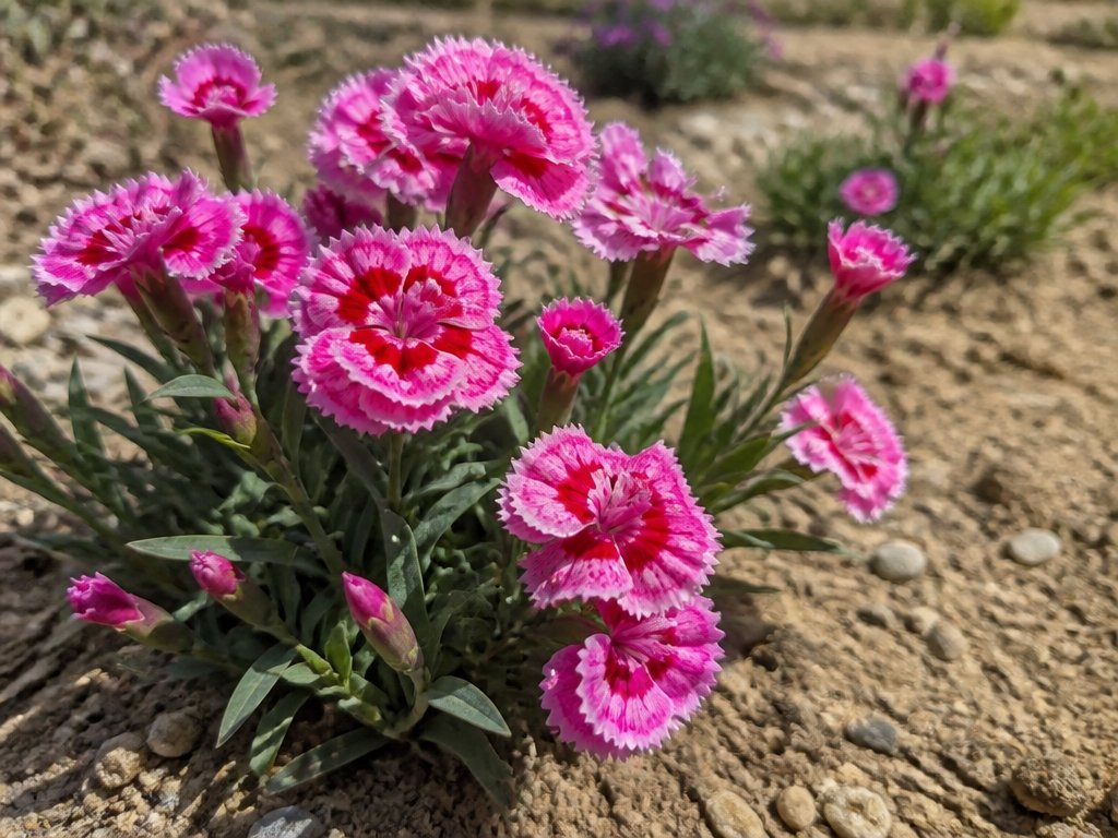 fragrant drought tolerant blossoms