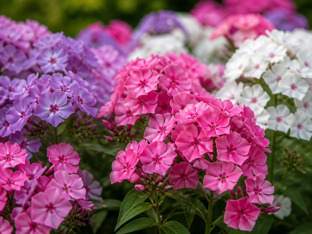 fragrant drought tolerant flowering plants