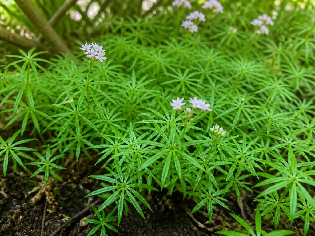 fragrant shade ground cover
