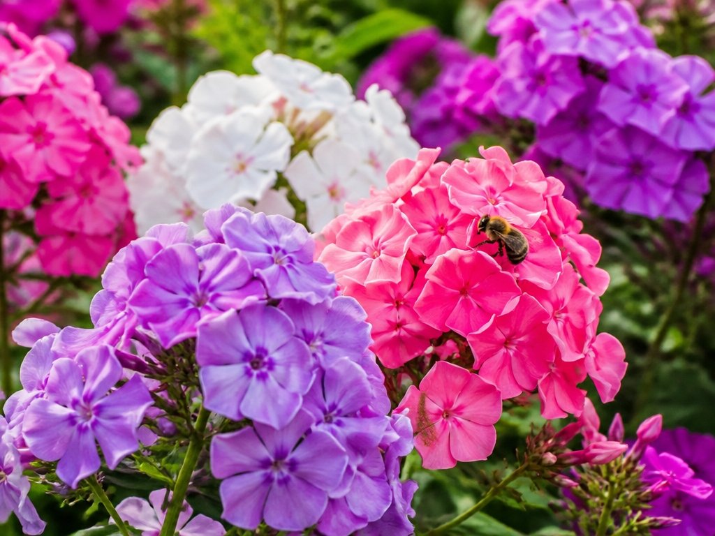 fragrant summer to fall blooms