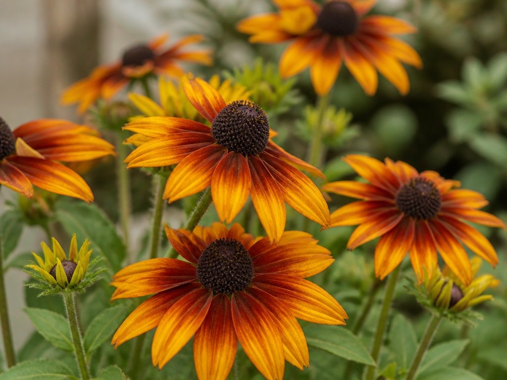 hardy perennials with colors