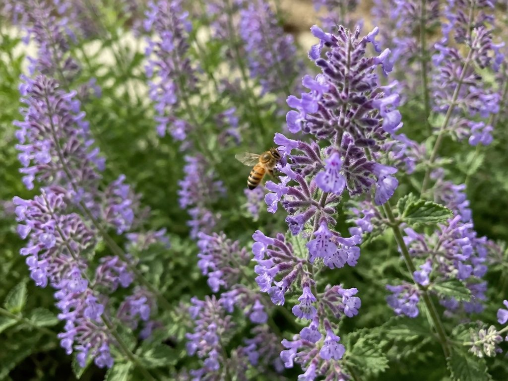 lavender blue flowers attract pollinators