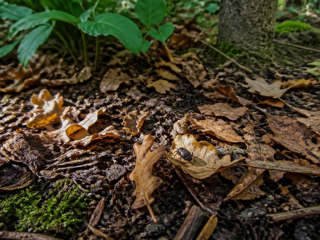 leaves as wildlife mulch