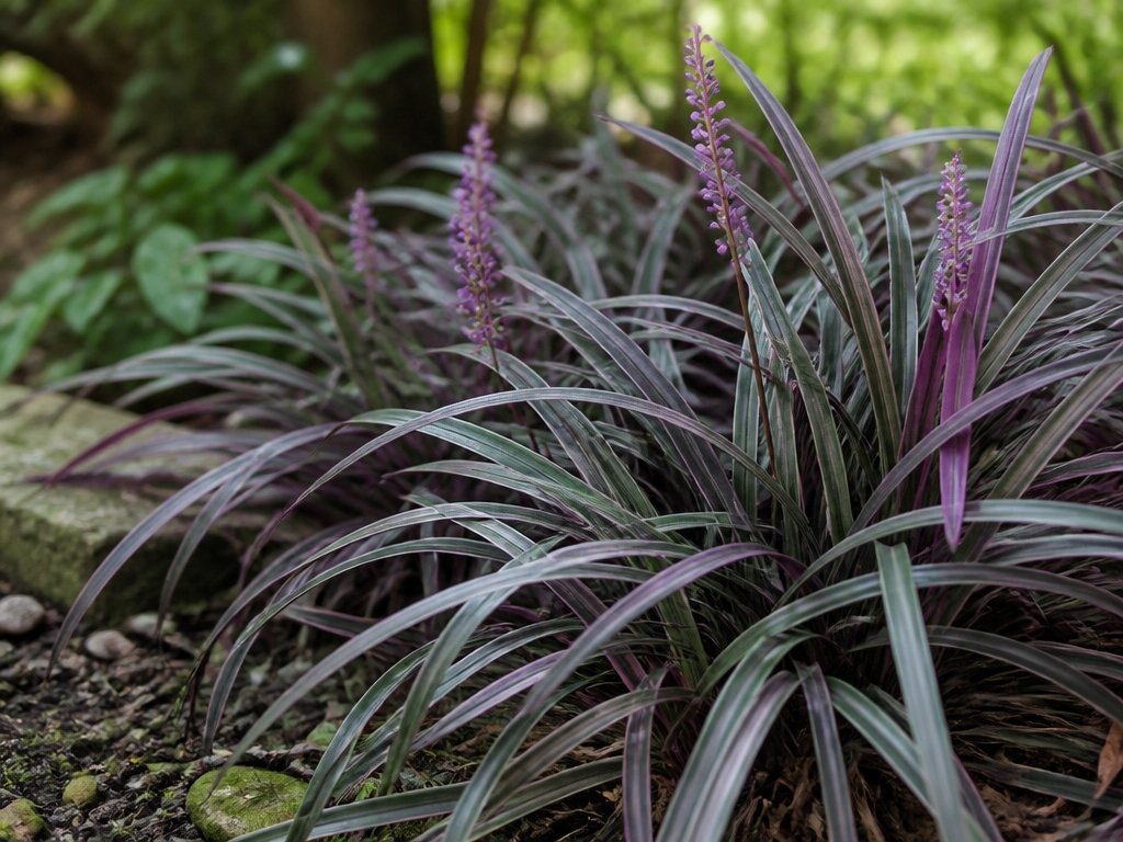 purple foliage shade perennial