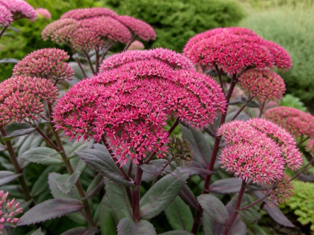 sedums thrive in fall