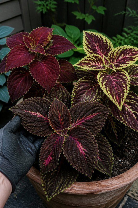 shade loving coleus varieties thrive