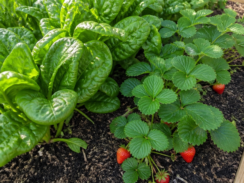 strategic shade benefits crops