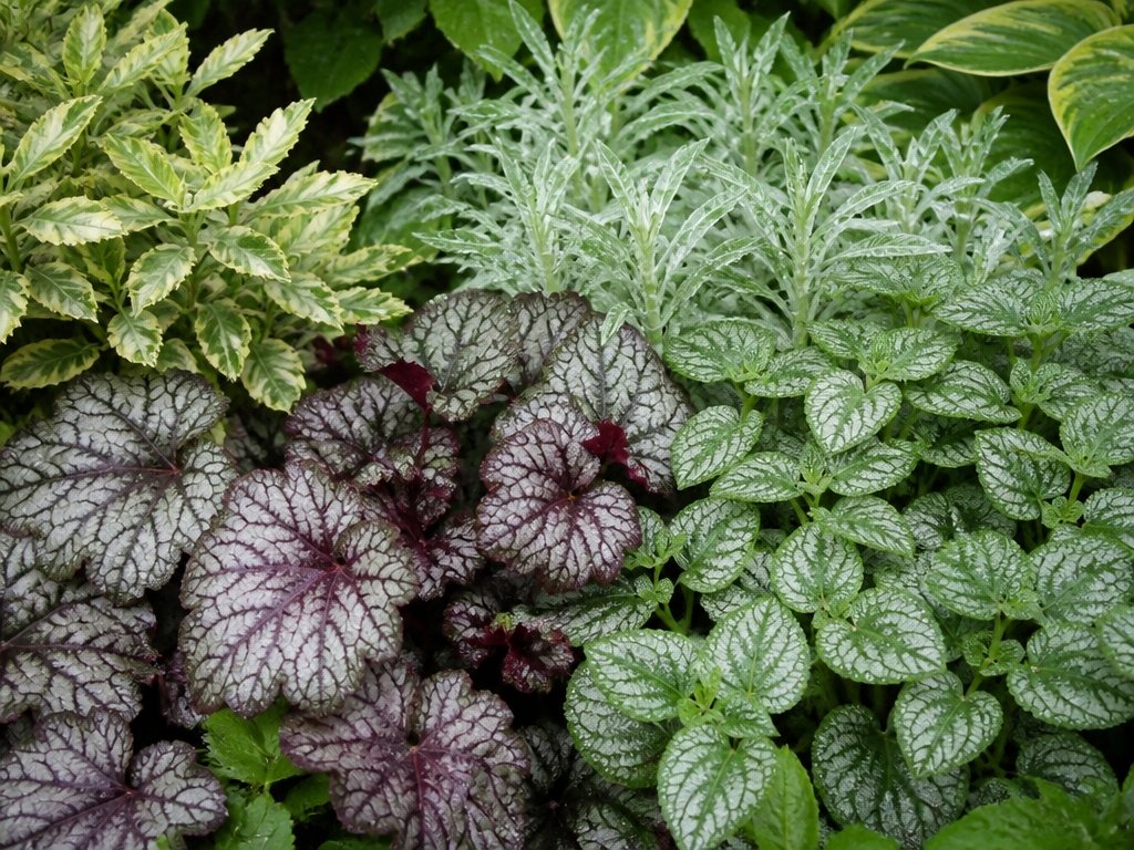 variegated shade loving plants