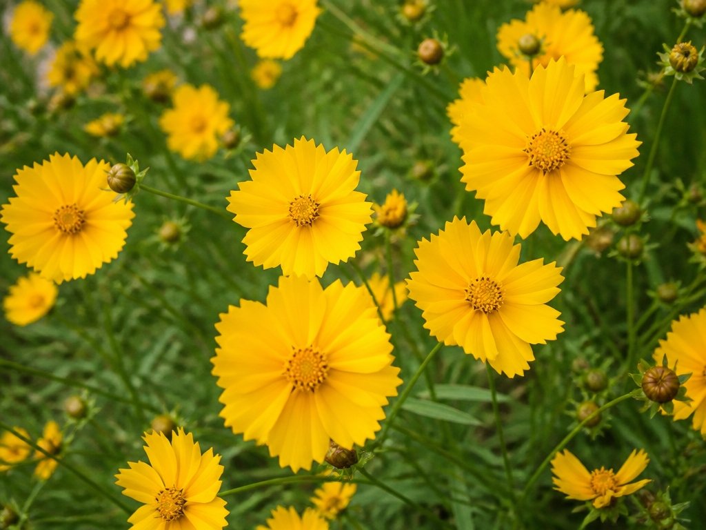 vibrant perennial flower blooms