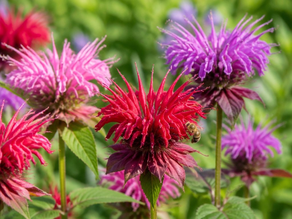 vibrant pollinator attracting blooms