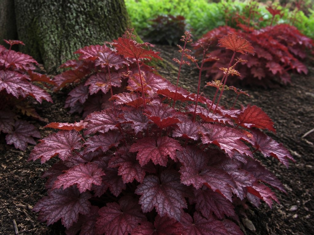vibrant shade loving ground cover