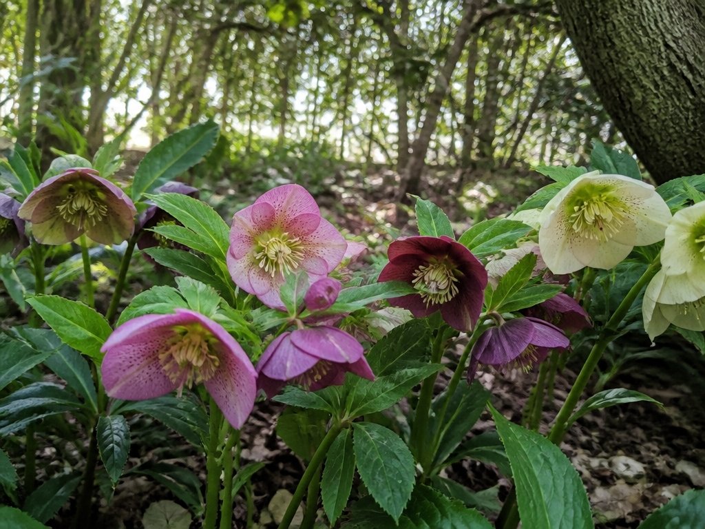 winter blooming shade perennials