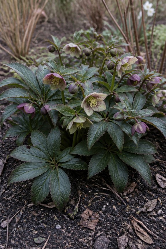 winter flowers dark foliage